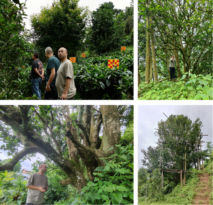 西南大学茶叶专家服务团调研古茶树资源_副本.png